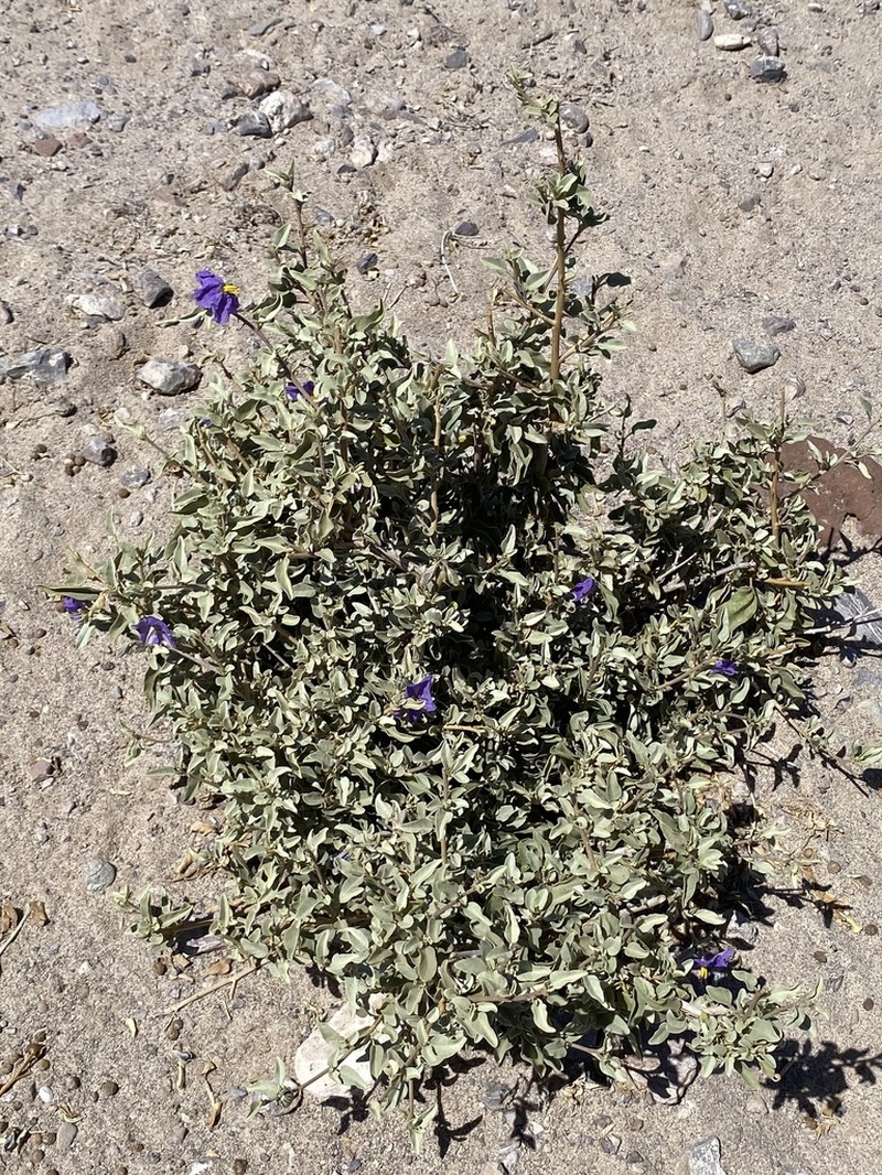 Hinds' Nightshade photo 8