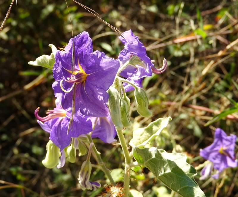 Solanum houstonii