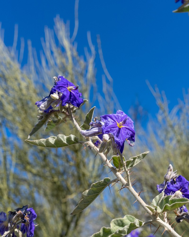 Solanum houstonii photo 2