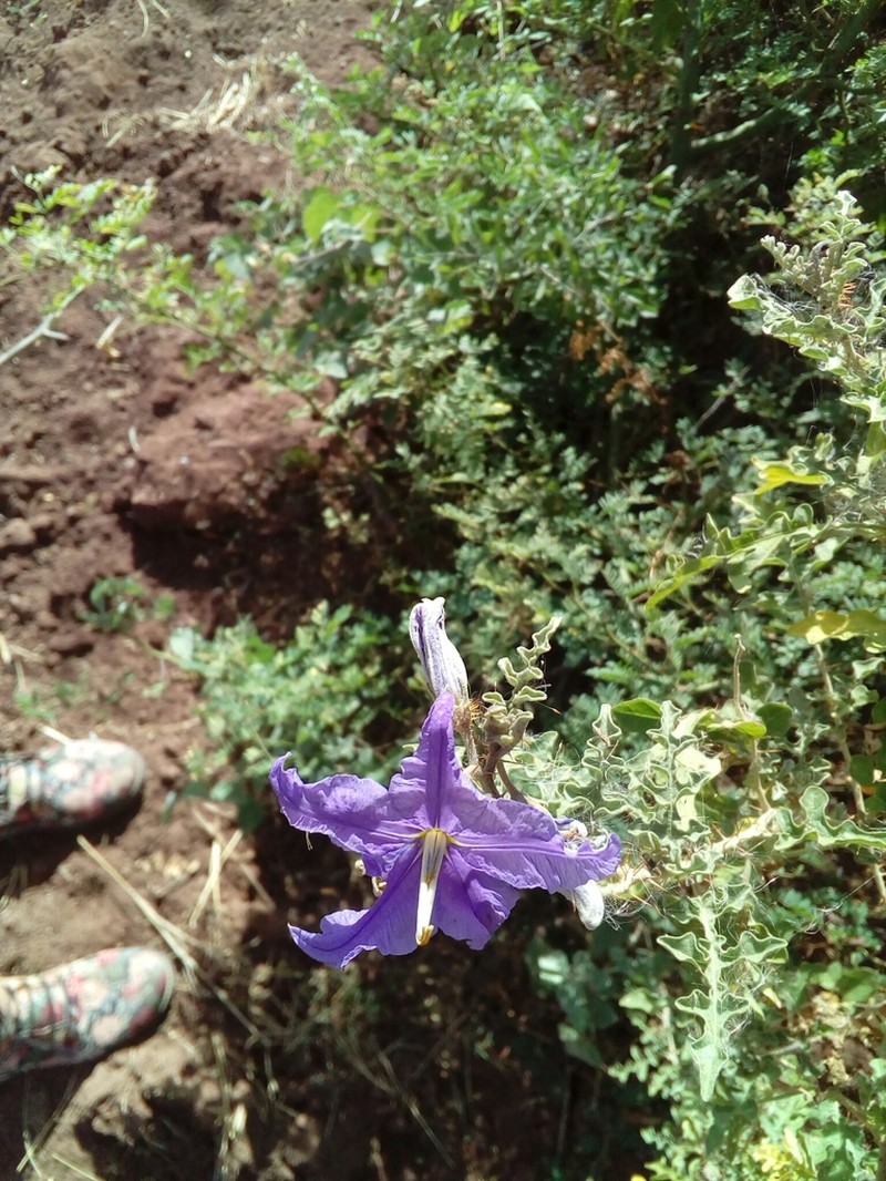 Solanum houstonii photo 3