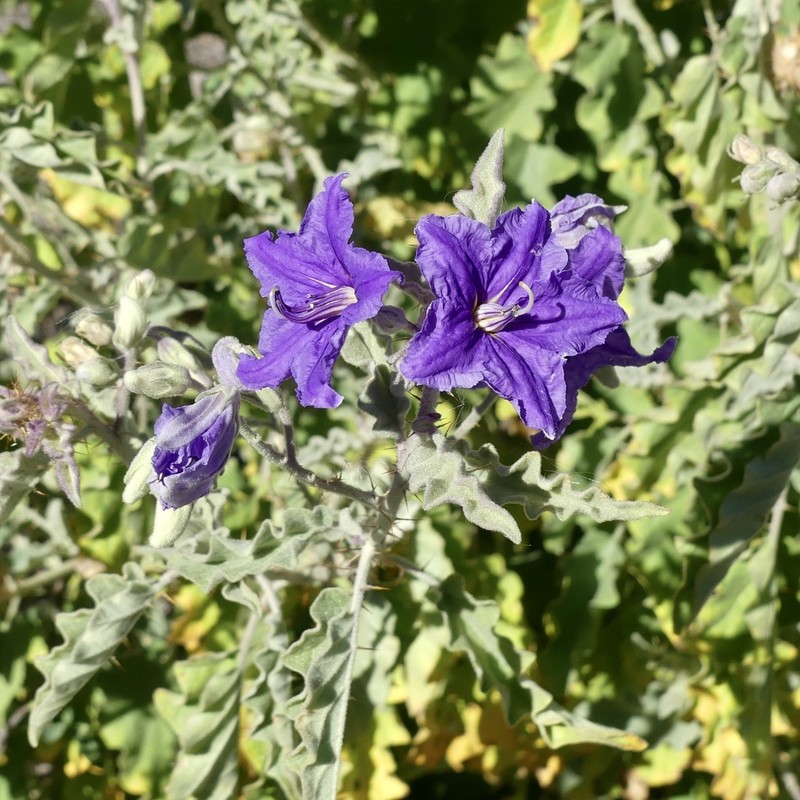 Solanum houstonii photo 4