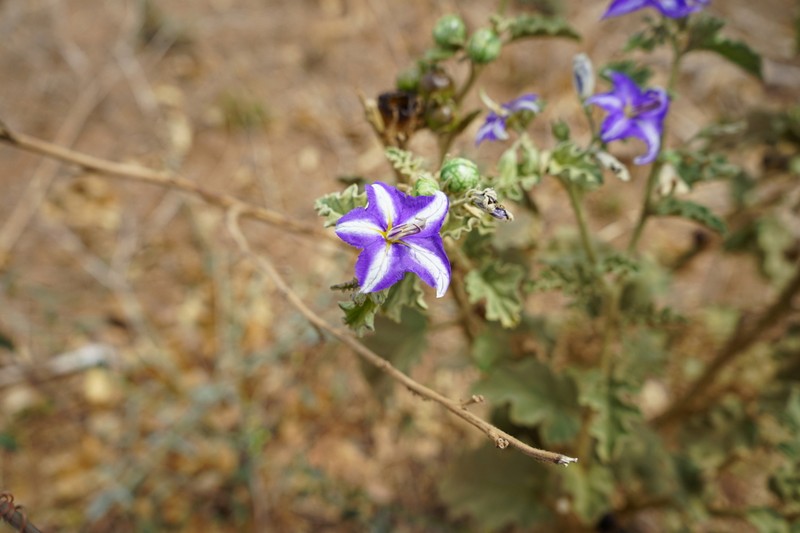 Solanum houstonii photo 5