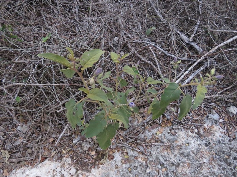 Solanum houstonii photo 6