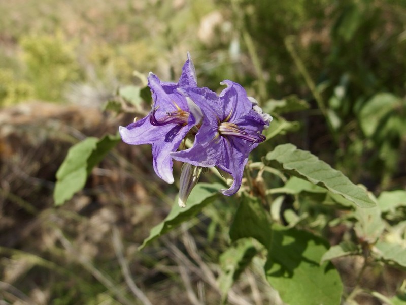 Solanum houstonii photo 7