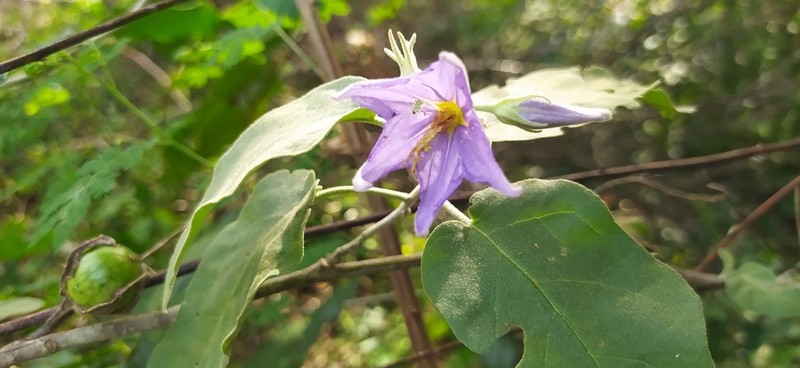 Solanum houstonii photo 8