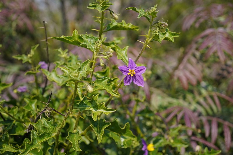 Solanum humile