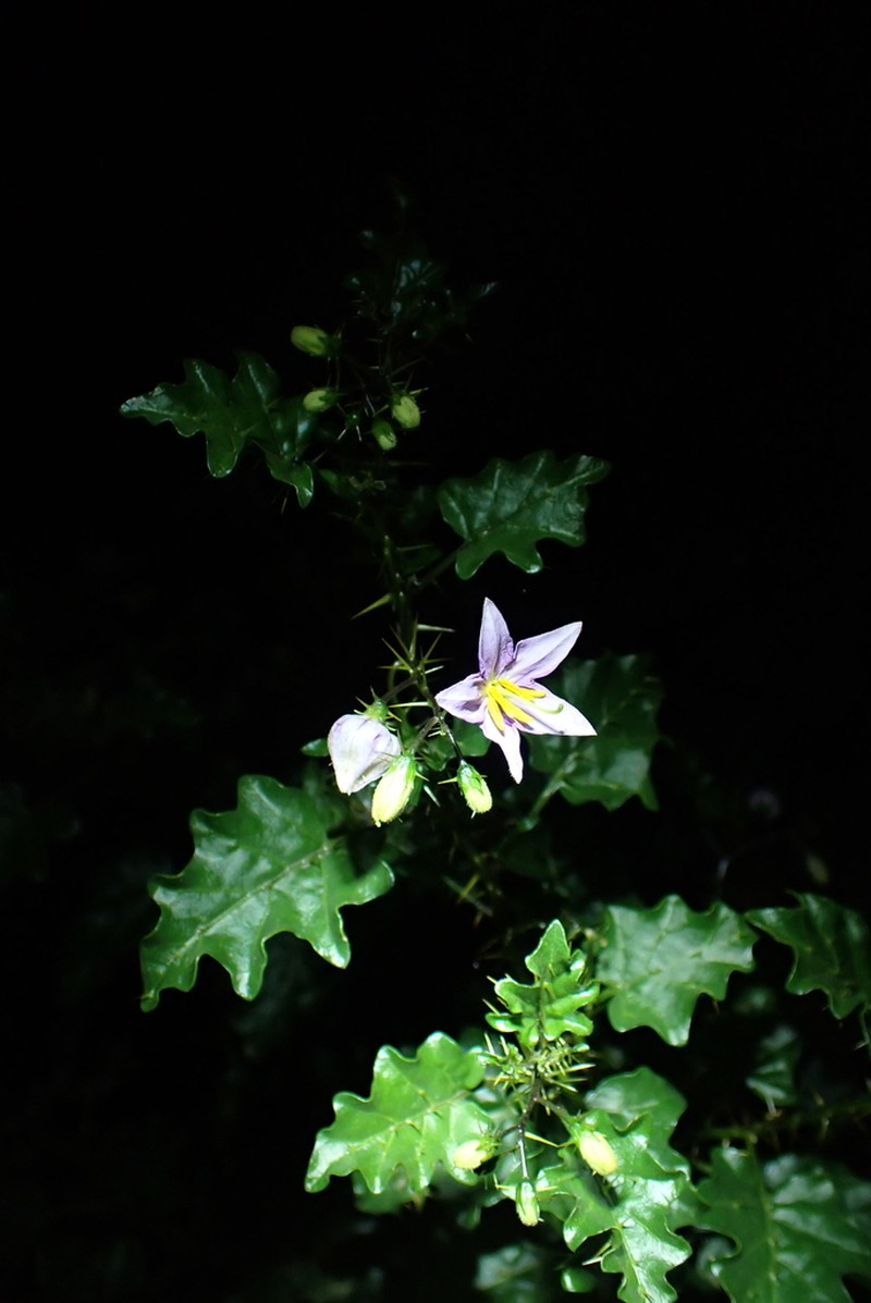 Solanum humile photo 2