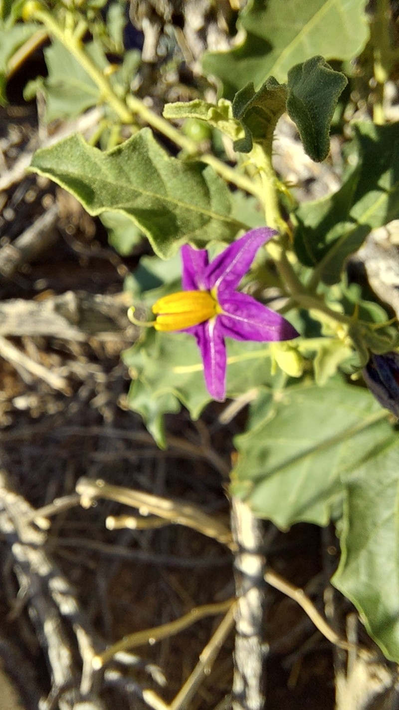 Solanum humile photo 3