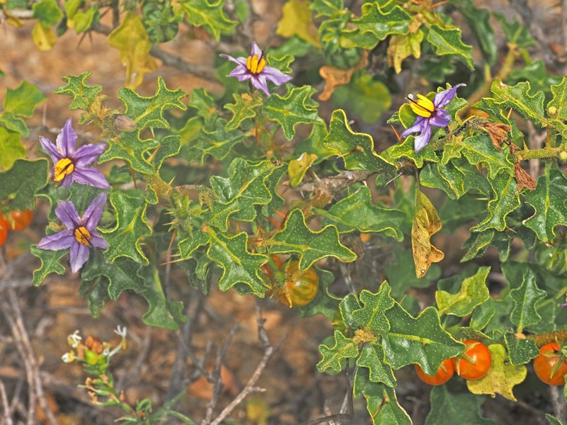 Solanum humile photo 5