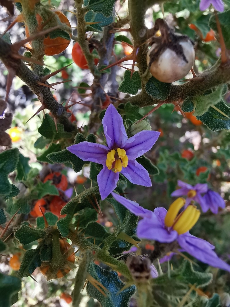 Solanum humile photo 7