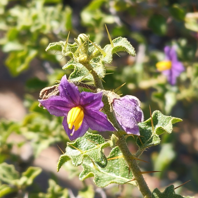 Solanum humile photo 8