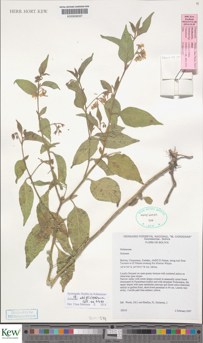 Solanum hunzikeri