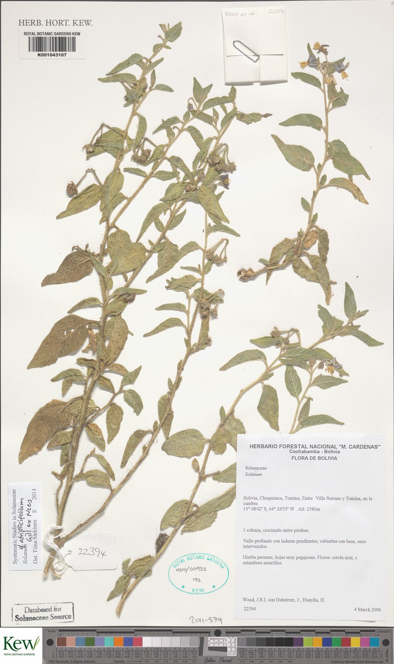 Solanum hunzikeri photo 2