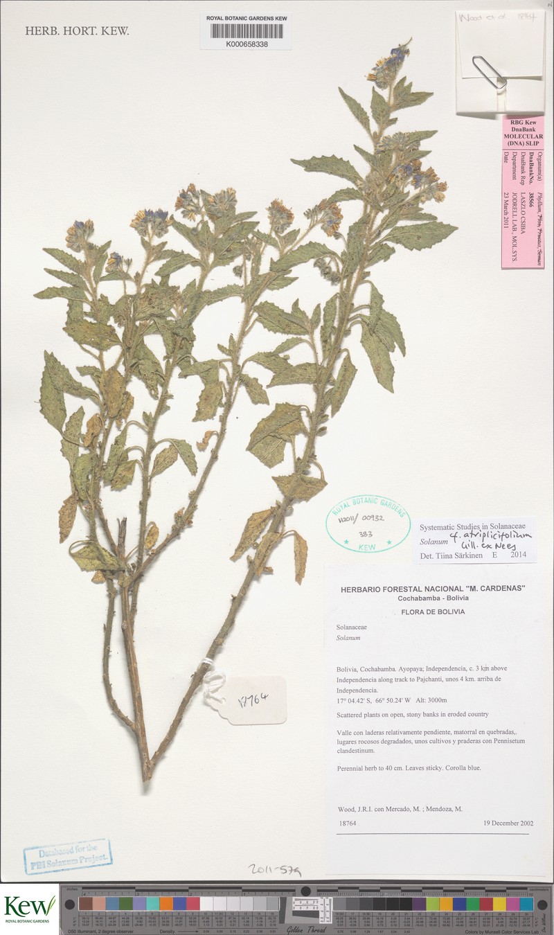 Solanum hunzikeri photo 3