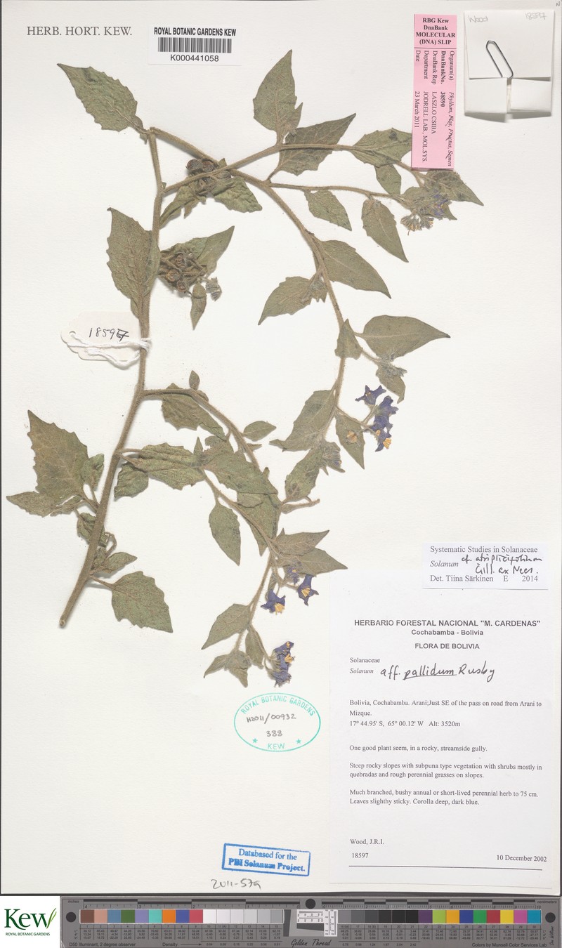 Solanum hunzikeri photo 4