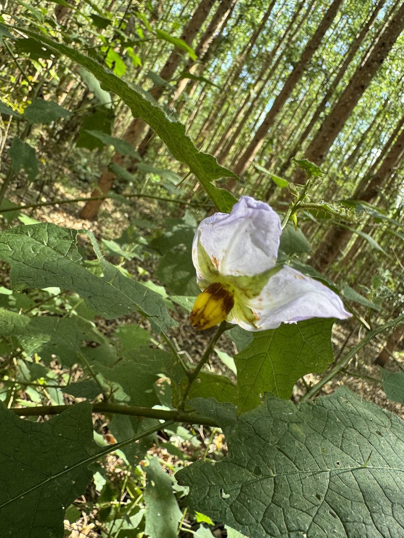 Solanum hydroides photo 2