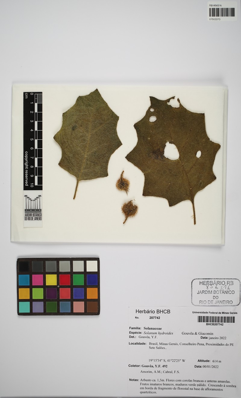 Solanum hydroides photo 3