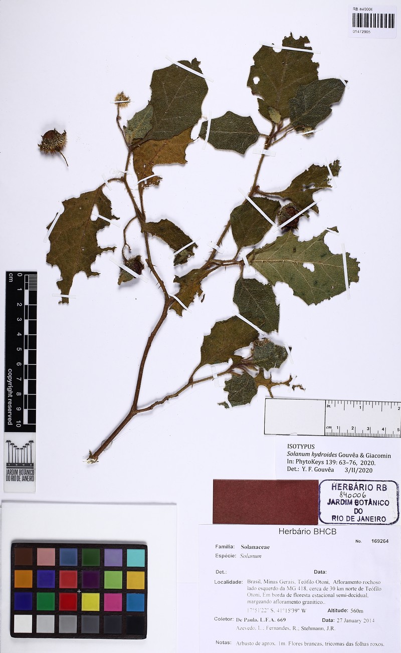 Solanum hydroides photo 4