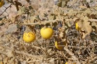 Nightshade