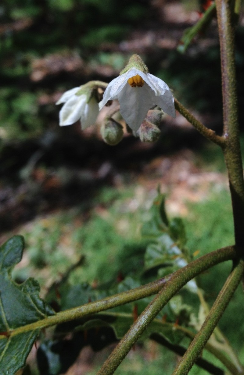 Thorny Popolo photo 6
