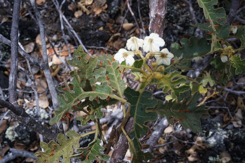 Thorny Popolo photo 7