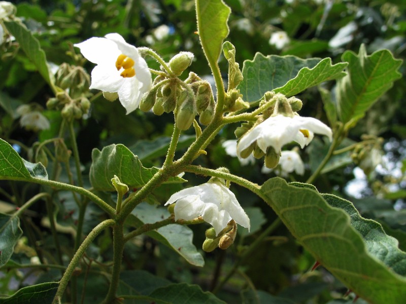 Thorny Popolo photo 4