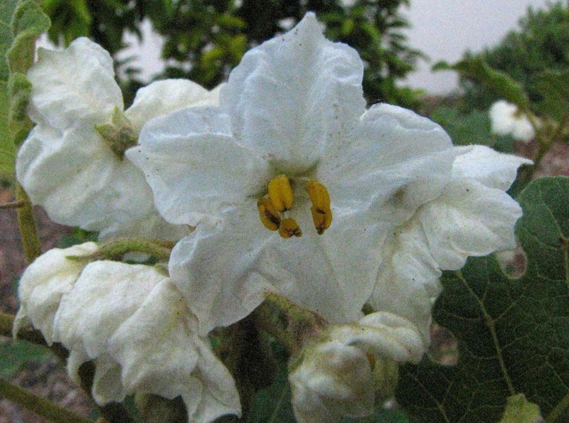 Thorny Popolo