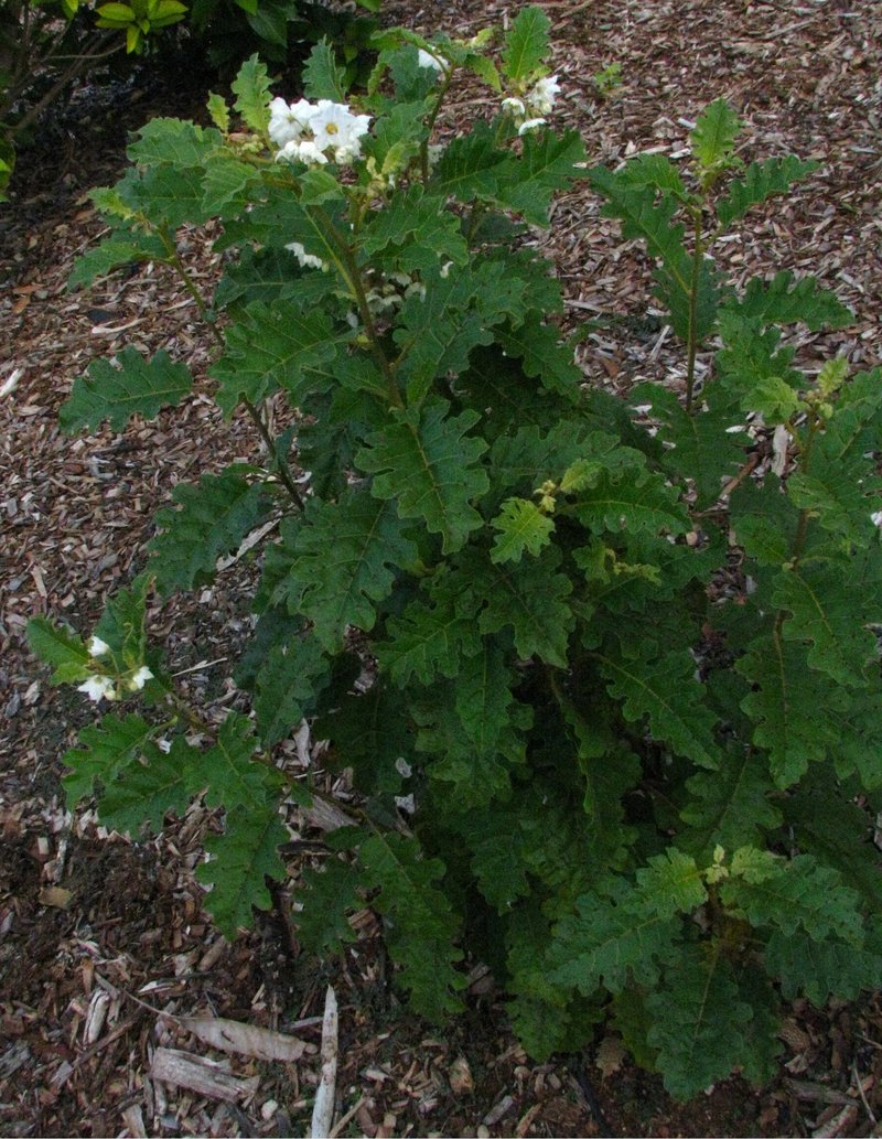 Thorny Popolo photo 7