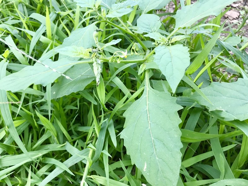 Deadly Nightshade