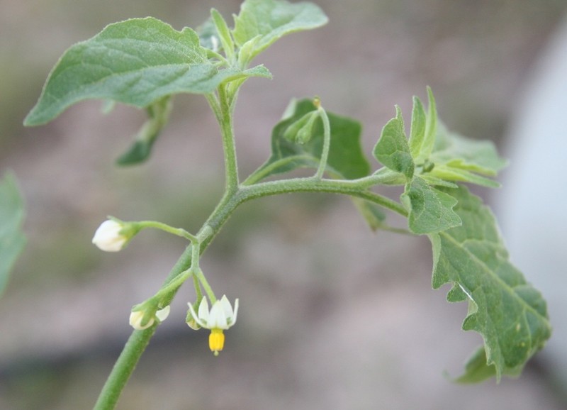 Deadly Nightshade photo 2