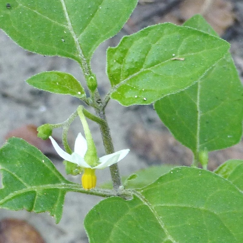 Deadly Nightshade photo 3