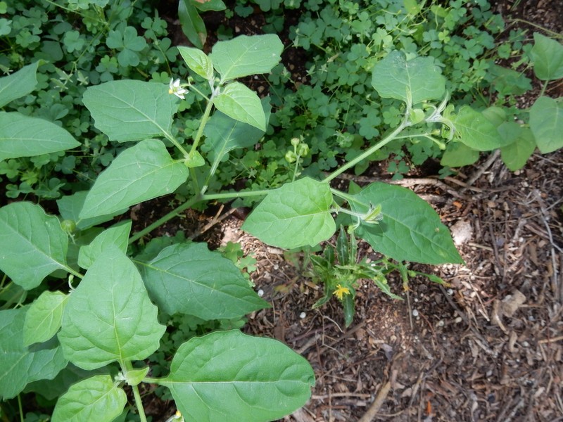 Deadly Nightshade photo 4