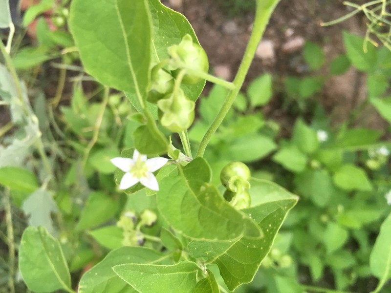 Deadly Nightshade photo 6