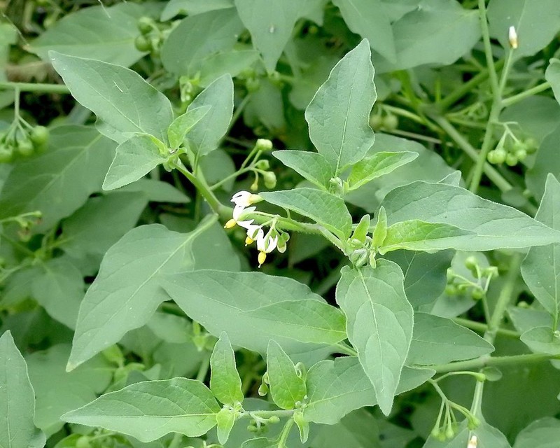 Deadly Nightshade photo 7