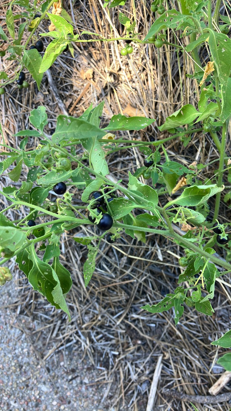 Deadly Nightshade photo 8