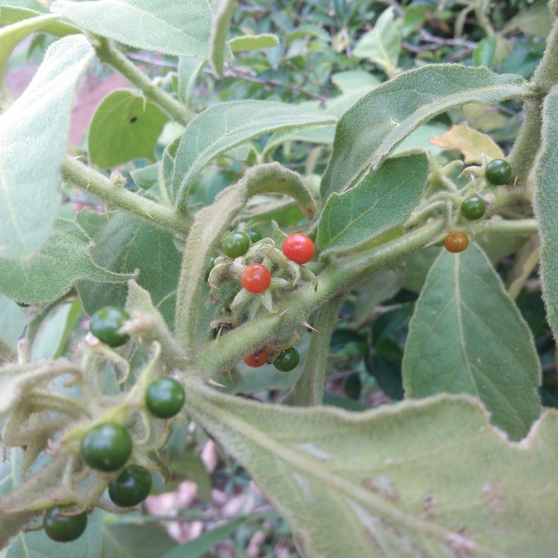 Jamaican Nightshade