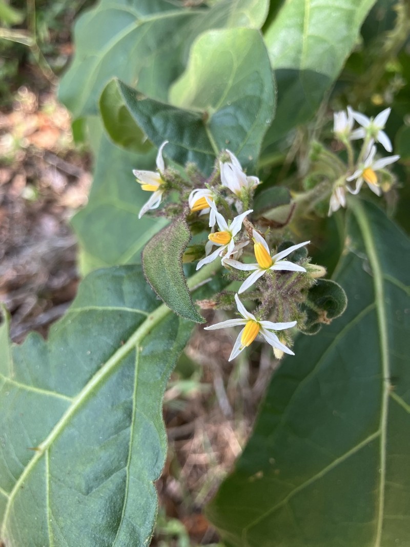Jamaican Nightshade photo 2