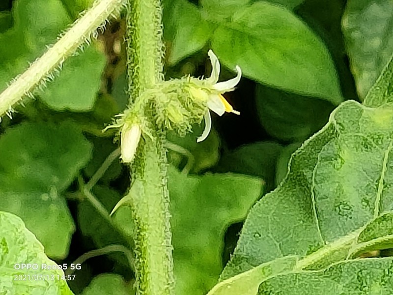 Jamaican Nightshade photo 3