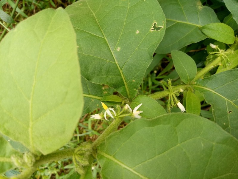 Jamaican Nightshade photo 4