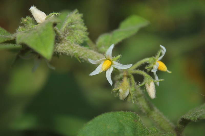 Jamaican Nightshade photo 5