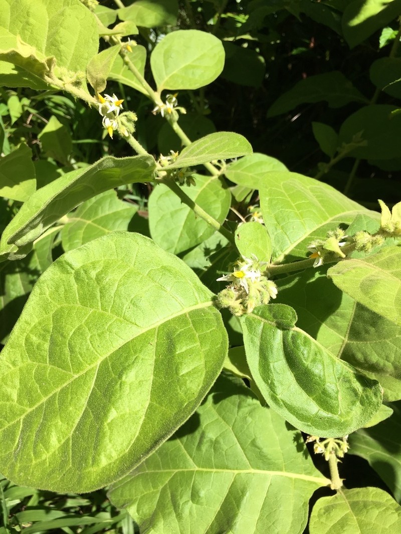 Jamaican Nightshade photo 6