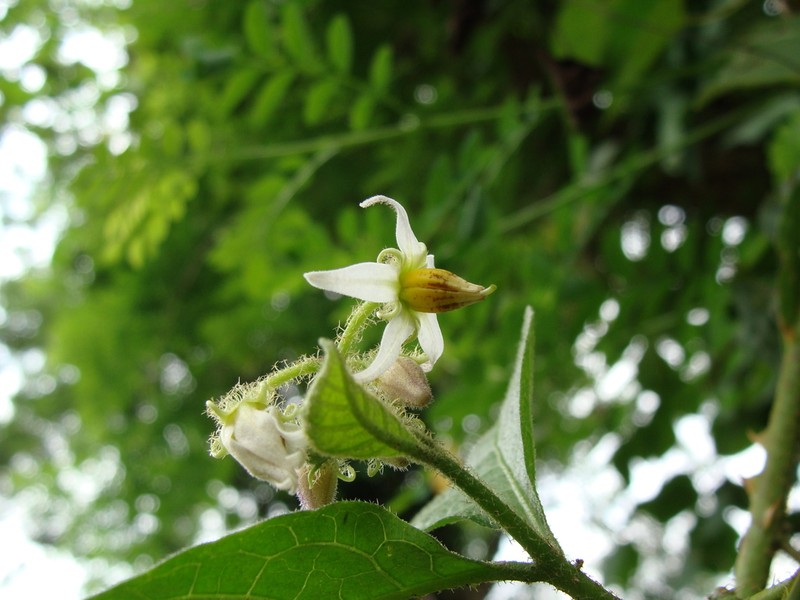 Jamaican Nightshade photo 7