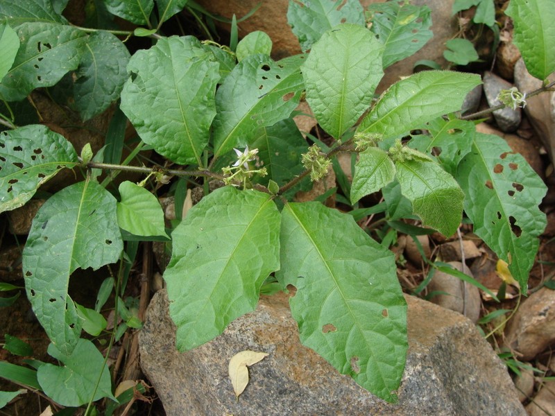 Jamaican Nightshade photo 8