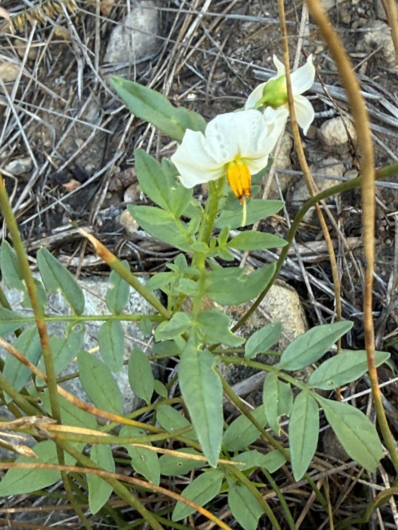 Wild Potato photo 3
