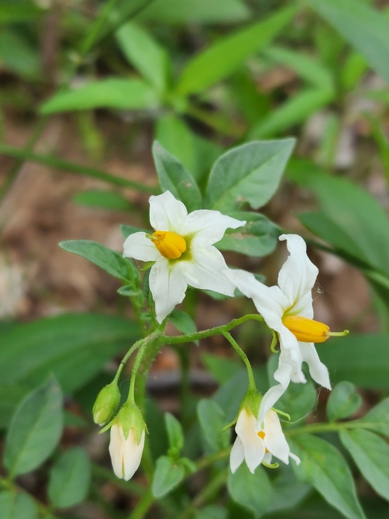 Wild Potato photo 4