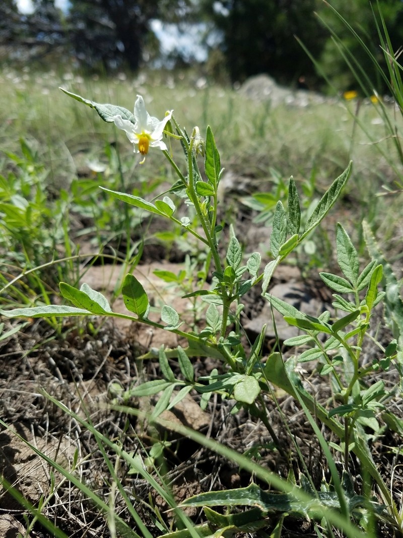 Wild Potato photo 5