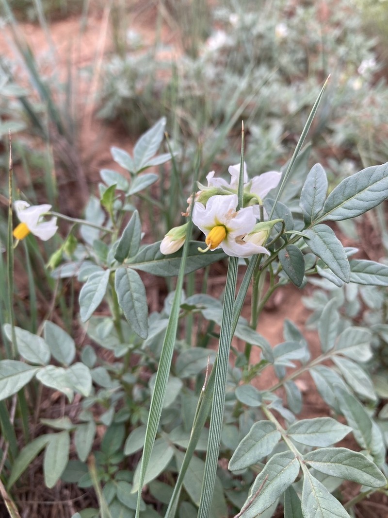 Wild Potato photo 6