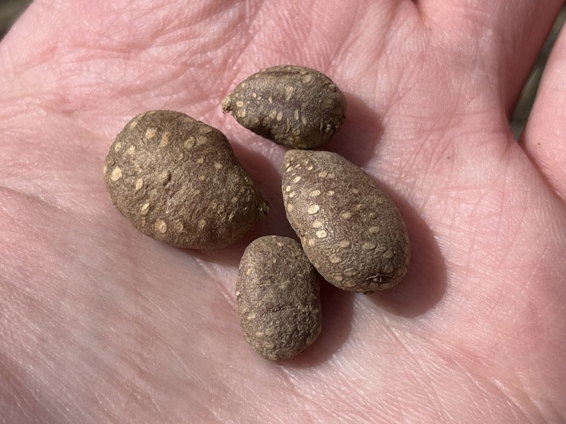 Wild Potato photo 7