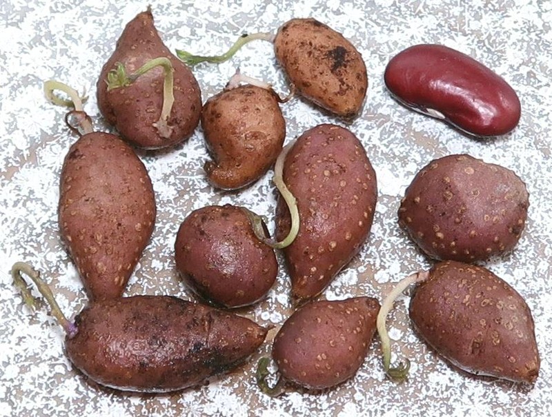 Wild Potato photo 2