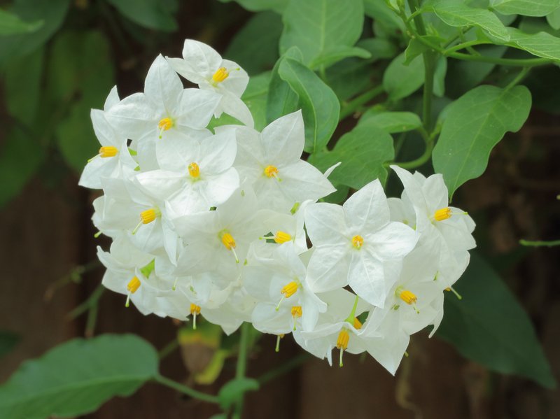 Jasmine Nightshade